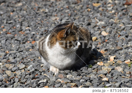 桜猫の日向ぼっこ② 87516502