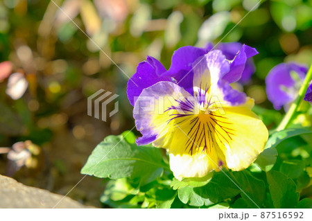 パンジー パンジー 87516592