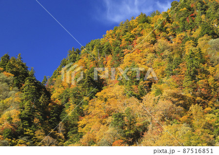 紅葉の黒部峡谷　欅平　祖母谷温泉 87516851