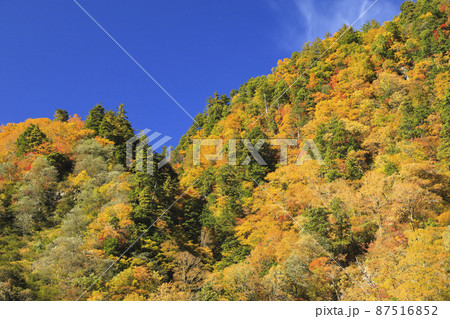 紅葉の黒部峡谷　欅平　祖母谷温泉 87516852