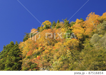 紅葉の黒部峡谷　欅平　祖母谷温泉 87516854