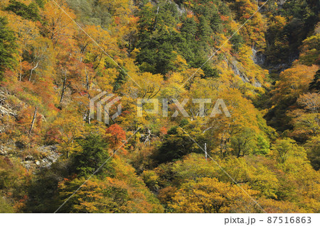 紅葉の黒部峡谷　欅平　祖母谷温泉 87516863