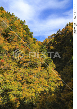 紅葉の黒部峡谷　欅平　祖母谷温泉 87516866