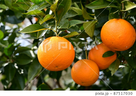 ダイダイ（ミカン科）の完熟した実 87517030