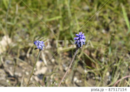 Common grape hyacinth Common grape hyacinth 87517154