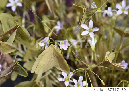 Shamrock Sanne 87517180