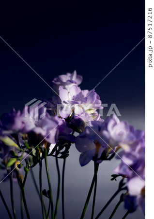 Bouquet of freesia flowers Bouquet of freesia flowers 87517216