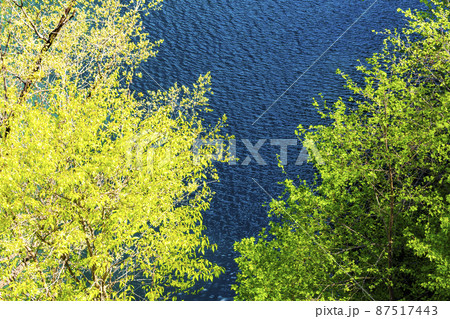 梓湖畔の新緑 87517443