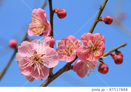 青空にピンクの梅花が咲きほこる 87517888