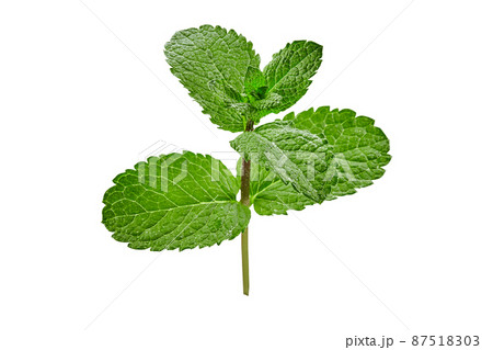 Stem of mint with fresh green leaves isolated on white background. Close up, copy space Stem of mint with fresh green leaves isolated on white background. Close up, copy space 87518303