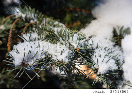 Spruce branch with small green needles under fluffy fresh white snow close-up. blurry winter forest in the background 87518662
