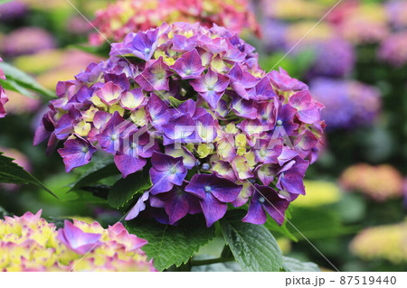 紫陽花 アジサイ あじさい 87519440