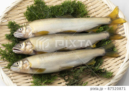 盆ざるに並べた生の鮎 87520871