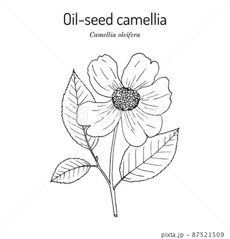 Oil-seed or tea oil camellia Camellia oleifera , edible and ornamental plant 87521509