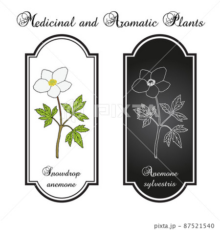 Snowdrop anemone Anemonoides sylvestris , medicinal plant Snowdrop anemone Anemonoides sylvestris , medicinal plant 87521540