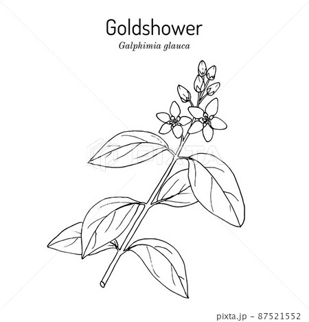 Goldshower galphimia or thryallis glauca , medicinal plant 87521552
