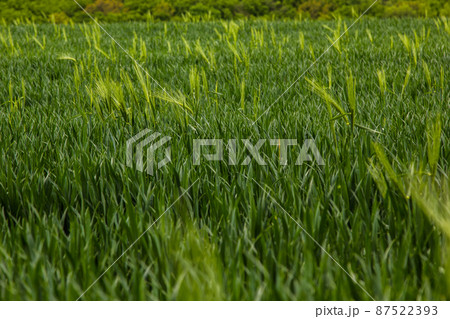 spikelets of green rye grow in the field of the farm in summer 87522393