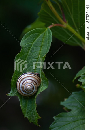 snail on green grass close up. Blurred background. summer. 87522441