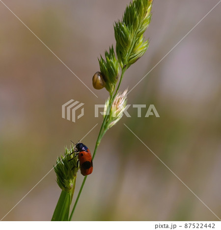 beetle on green grass close up. Insects, summer. 87522442