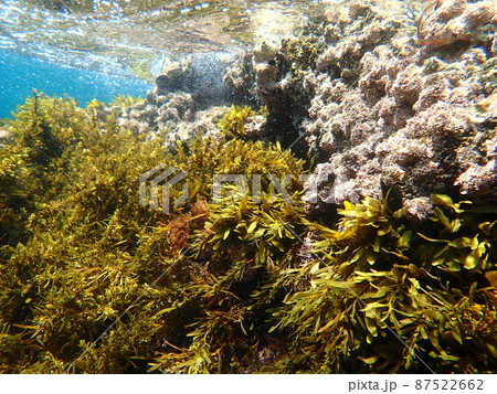 海中で波にたゆたう海藻ホンダワラ類の仲間10 87522662