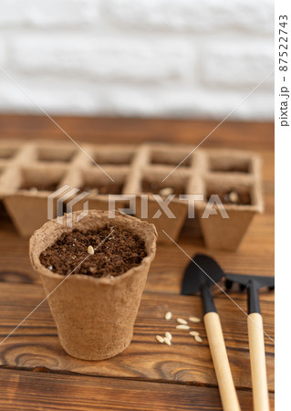 Planting cucumber seeds into peat pot on table. Tools for home gardening. Shallow depth of field. Planting cucumber seeds into peat pot on table. Tools for home gardening. Shallow depth of field. 87522743