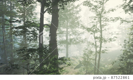 sunlight in the green forest in fog at spring time sunlight in the green forest in fog at spring time 87522861