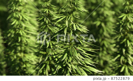 green technical marihuana cannabis field green technical marihuana cannabis field 87522879