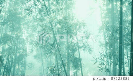 bamboo trunks and sunlight shines through the walls of the plant and fog bamboo trunks and sunlight shines through the walls of the plant and fog 87522885