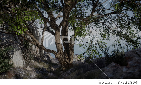 big tree with rock formations on the mountainside 87522894