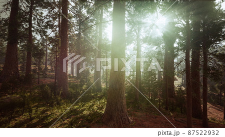 giant sequoias in the giant forest grove in the Sequoia National Park 87522932