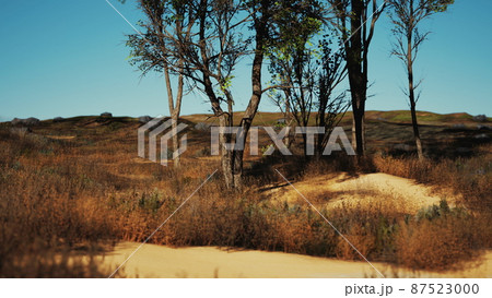 Desert trees in plains of africa under clear sky and dry floor with no water 87523000