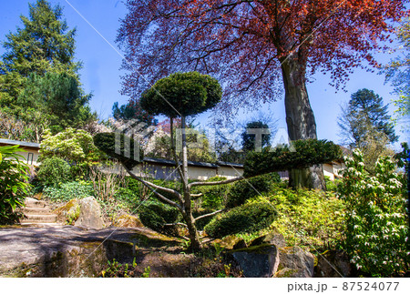 Amazing topiary Yew berry in the Japanese garden in Kaiserslautern 87524077