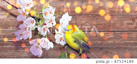 Great tit sitting on a tree branch in spring weather 87524189