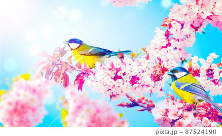 Great tit sitting on a tree branch in spring weather 87524190