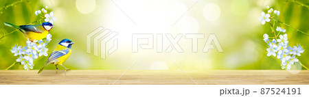 Great tit sitting on a tree branch in spring weather 87524191