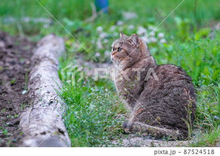 A beautiful cat walks by itself in the garden in nature. Profile View 87524518