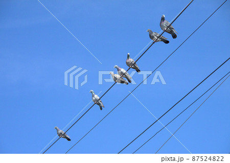 電線に並ぶハト 電線に並ぶハト 87524822