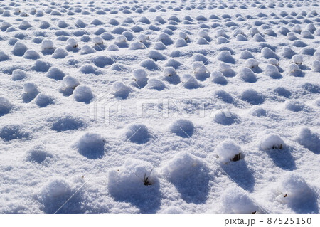 雪が積もった水田 山形県 雪が積もった水田 山形県 87525150