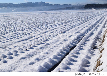 雪が積もった水田 山形県 雪が積もった水田 山形県 87525155
