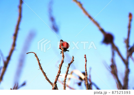 冬の寒さに耐えるハマナスの実　北海道 87525393