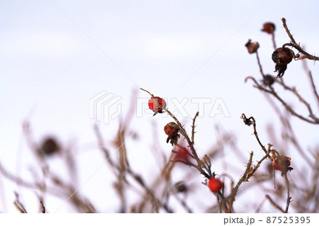 冬の寒さに耐えるハマナスの実 北海道 冬の寒さに耐えるハマナスの実 北海道 87525395