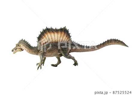 Spinosaurus , dinosaur on white background . 87525524