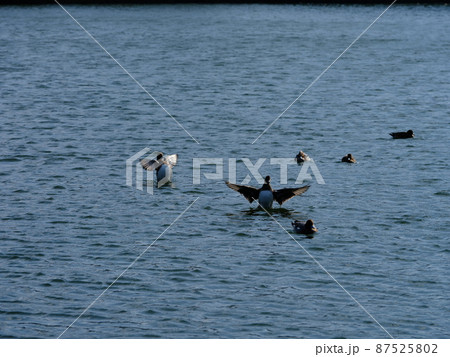 緋鳥鴨の羽ばたき 緋鳥鴨の羽ばたき 87525802