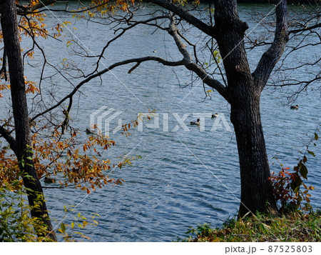 徳島川島町の大正池の柳と冬鳥 徳島川島町の大正池の柳と冬鳥 87525803