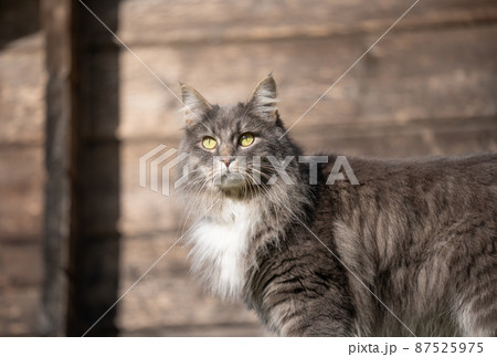 gray longhair cat outdoors in sunlight with wooden wall in the background 87525975