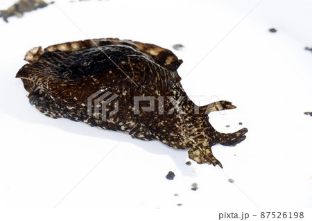 アメフラシ 87526198