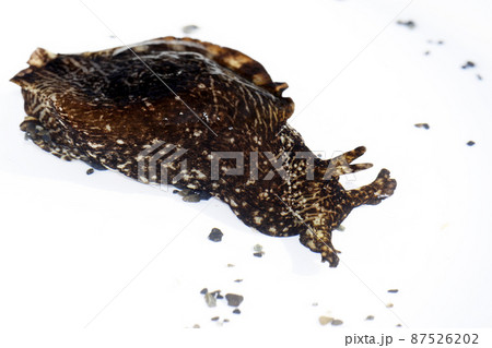 アメフラシ 87526202