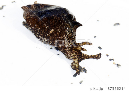 アメフラシ アメフラシ 87526214