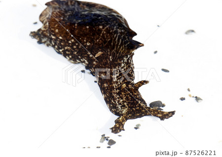 アメフラシ 87526221