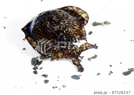 アメフラシ 87526237